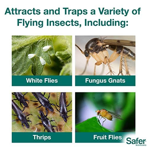 Safer's 07-2122CAN Houseplant Sticky Stake Insect Traps for Indoor Plants - Controls Fungus Gnats, Whiteflies, Midges, Thrips, Fruit Flies, and Black Flies - 12 Traps