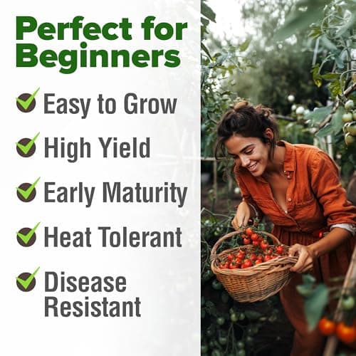 HOME GROWN Large Red Cherry Tomato Seeds 500+ Heirloom Non GMO Seeds for Planting, High Germination, Indeterminate, Sweet & Juicy Salad Tomatoes, Prolific Garden Crop, Homestead (Solanum lycopersicum) — view 3
