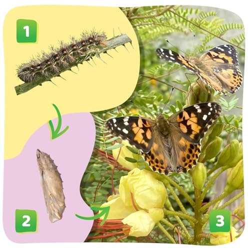 Insect Lore Butterfly Garden with 10 Live Baby Caterpillars - Habitat, Feeder, Chrys-A-Lid Holders, STEM Activity Journal - Raise and Release Painted Lady Butterflies — view 2