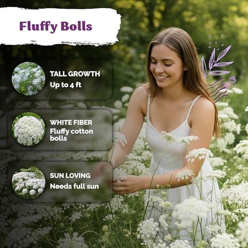 KVITER 1000 White Queen Anne's Lace Seeds (Ammi Majus) – Bishop Flower, Heirloom, Non GMO & Wildflower, False Queen Annes Lace – Pollinator-Friendly Flower Seeds to Plant Outside in Any Garden — view 3