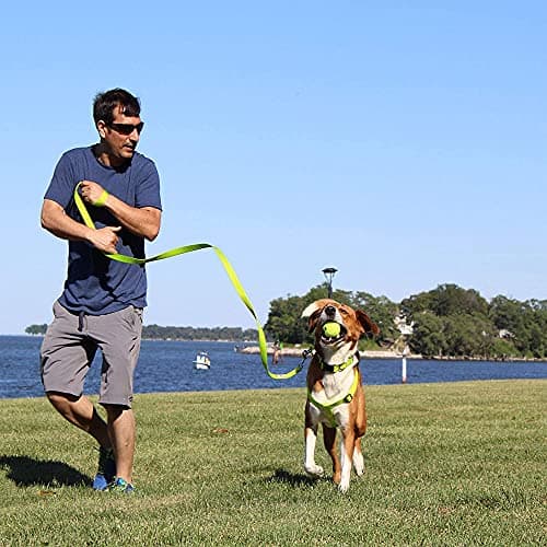 Pawtitas Solid Dog Leash Puppy Training Lead Orange 2-XSmall or Cats Daily Use Outdoor Control Laisse Solide Pour Chien Chiot Chat Orange 1.8 m — view 8