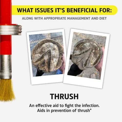Hoof Doctor Oil - White Line | Thrush | Abscesses | Quarter Crack | Seedy Toe | Corns and Sole Bruises - 100% All-Natural Hoof Care Product - Birch Bark Extract, Betulin, Omega-3 with Vitamins A & D — view 5