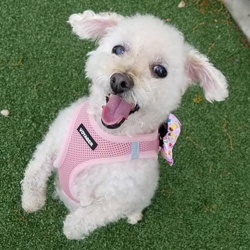 Best Pet Supplies Voyager Step-in Air Dog Harness - All Weather Mesh, Reflective, No Pull Harness for Small, Medium Dogs, Cats - Secure with Hook & Loop Fastener, Buckle, Double D-Rings - Pink, S — view 7