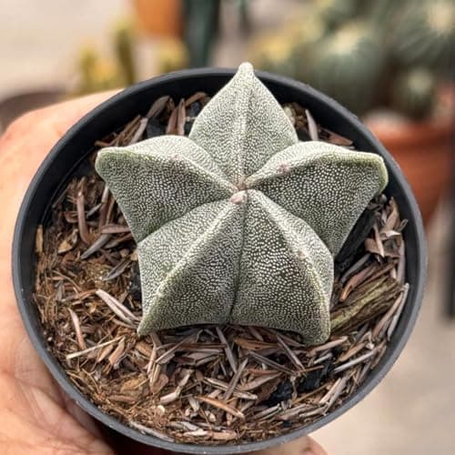 Pentagonal White-Maculated Bishop's Cap Cactus | Astrophytum myriostigma | Low-Maintenance Live Indoor Plant — view 4