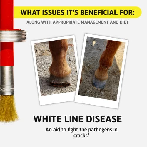Hoof Doctor Oil - White Line | Thrush | Abscesses | Quarter Crack | Seedy Toe | Corns and Sole Bruises - 100% All-Natural Hoof Care Product - Birch Bark Extract, Betulin, Omega-3 with Vitamins A & D — view 4