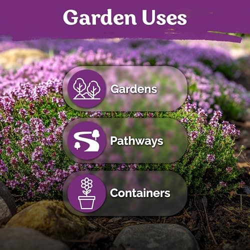 KVITER 20,000 Creeping Thyme Seeds (Thymus Serpyllum) – Wild Thyme, Aromatic Ground Cover, Purple Perennial Flower Seed Packets – Great Non GMO Herb Seeds for Outdoor Garden, Landscapes & Paths — view 5