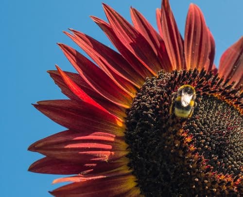 Red Sunflower Seeds for Planting - 50 Heirloom Non GMO Velvet Queen Flower Seeds Plant & Grow Home Outdoor Annual Garden - 1 Packet — view 3