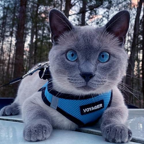 Best Pet Supplies Voyager All Weather No Pull Step-in Mesh Dog Harness with Padded Vest, Best Pet Supplies, Small, Baby Blue Base — view 8