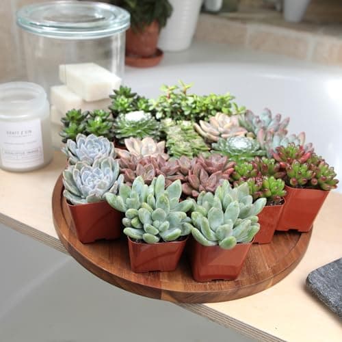 Altman Plants Assorted Succulents 2" 20 Pack, 20 Pack 20 Pack — view 2