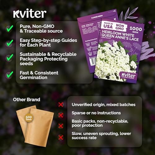 KVITER 1000 White Queen Anne's Lace Seeds (Ammi Majus) – Bishop Flower, Heirloom, Non GMO & Wildflower, False Queen Annes Lace – Pollinator-Friendly Flower Seeds to Plant Outside in Any Garden — view 4