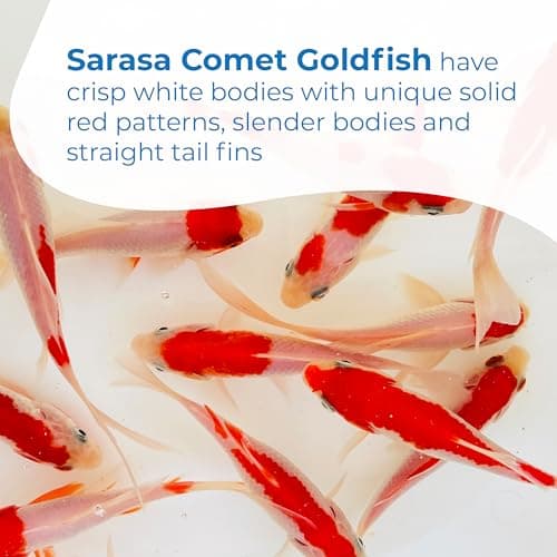Toledo Goldfish Sarasa Comet Goldfish: Live Red and White Goldfish with a Variety of Patterns - Perfect for Stocking Ponds, Aquariums, or Tanks - 3-4 Inches, 10 Count — view 4