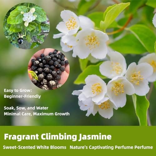 200+ Climbing Jasmine Flower Seeds for Planting, Easy to Grow, Non-GMO, High Germination Fragrant Flowers for Home Garden, Balcony, Trellis, Fence, Vertical Garden Decor, 200pcs — view 3