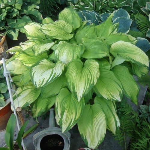 Mixrug Mix Hosta Seeds for Planting, 280+pcs Rare Perennial Hosta Flower Seeds Plants, Non-GMO Heirloom Long Blooming Shaded Entry Pathway Flowers for Garden Outdoors — view 2