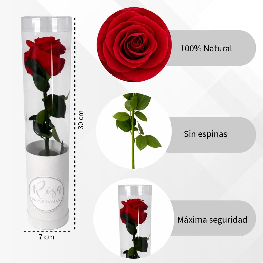 MUNTRADE 1 Rosa Preservada Natural | Rosa Eterna Roja | Detalle Romántico, Día de la Madre, San Valentín, Aniversario o Decoración | Flor Natural Conservada Decorativa — view 2