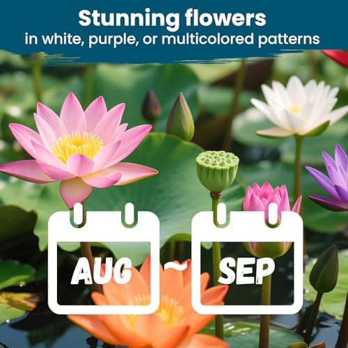 Lotus Seeds for Planting in Water – 30 PCS Mixed Bowl Lotus Seeds, Water Lily & Water Plants for Ponds, Live Pond Plants for Outdoor Ponds, Floating Pond Plants – Indoor Bonsai, Garden, Koi Pond — view 4