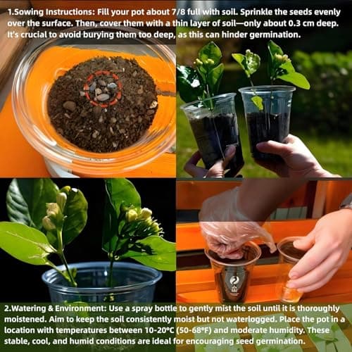 200+ Climbing Jasmine Flower Seeds for Planting, Easy to Grow, Non-GMO, High Germination Fragrant Flowers for Home Garden, Balcony, Trellis, Fence, Vertical Garden Decor, 200pcs — view 6