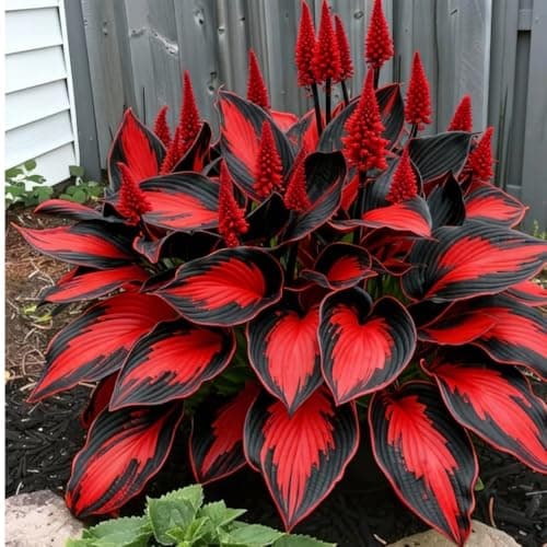 Perennial Hosta Seeds for Planting, Multi-Use Landscaping, Perennial Reliability & Stunning Foliage Variety, Rare Colorful Flowers, Red, 100pcs — view 4