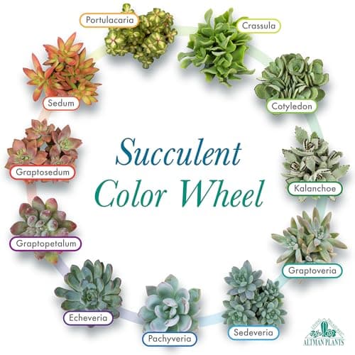 Altman Plants Assorted Succulents 2" 20 Pack, 20 Pack 20 Pack — view 4