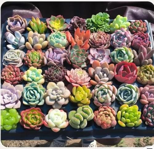 Generic 500pcs Mixed Succulent Seeds | High Germination Rare Succulents | Non-GMO Drought Tolerant for Indoor Outdoor Home Garden Canada — view 2