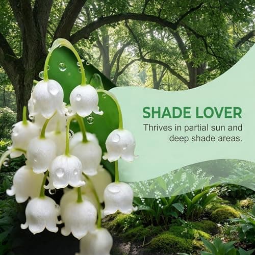 111 PCS White Lily of The Valley Flower Convallaria Majalis Seed Rich Seed Flower Seed (White) — view 5