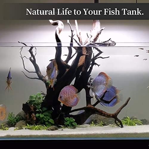 Natural Driftwood for Aquarium Decor Fish Tank Decorations, Assorted Driftwood Branch 6-10" 3 Pcs, Reptile Decor — view 4