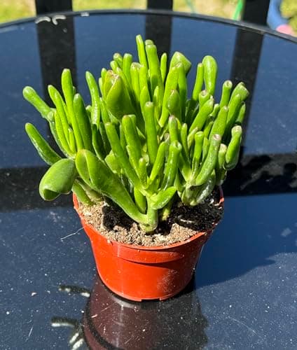 Crassula Ovata Ladyfingers - The Jade Plant or Money Plant, Crassulaceae, Real Live Plant, Succulent Collection, Unique Succulent