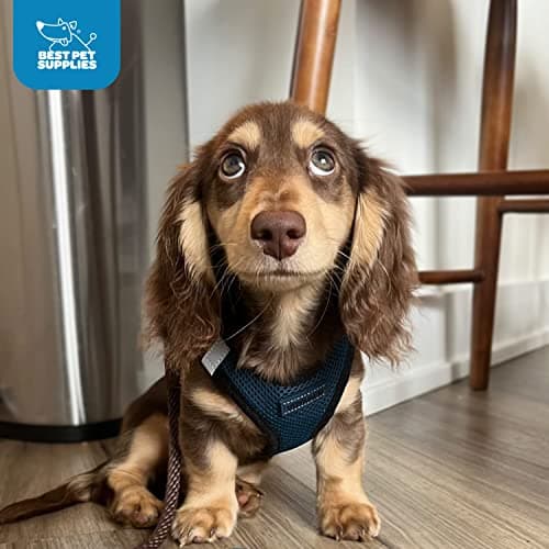 Best Pet Supplies Voyager All Weather No Pull Step-in Mesh Dog Harness with Padded Vest, Best Pet Supplies, Medium, Blue Base — view 11