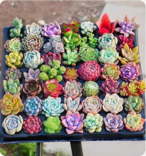Generic 500pcs Mixed Succulent Seeds | High Germination Rare Succulents | Non-GMO Drought Tolerant for Indoor Outdoor Home Garden Canada — view 4