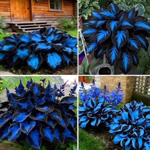 210+ Blue Hosta Seeds - Blue-Leaved Perennial Shade Plant Seeds - Ornamental Foliage for Shady Garden Borders and Containers