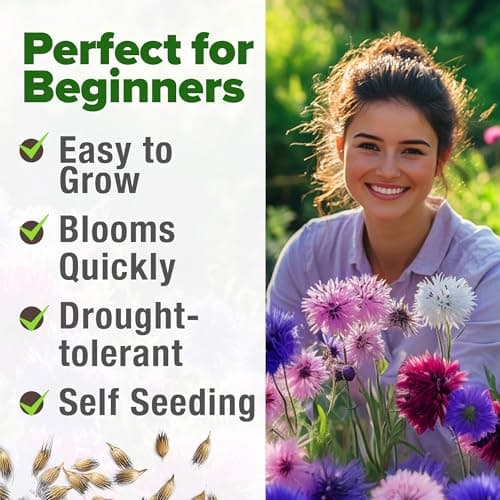 HOME GROWN Bachelor Button Flower Seeds Tall Mix 700+ Cornflower Heirloom Seeds for Planting - Quick Blooming, Non-GMO, Pollinator Friendly, Easy to Grow Wildflowers USA Grown (Centaurea cyanus) — view 3