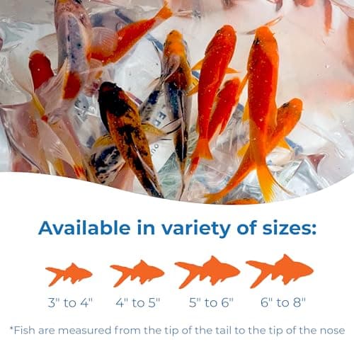 Toledo Goldfish Live Shubunkin, Sarasa, and Comet Goldfish Combo, Live Fish with a Variety of Colors and Patterns - Perfect for Ponds, Tanks, and Aquariums - 3-4 Inches, 2 of Each, 6 Total Count — view 2