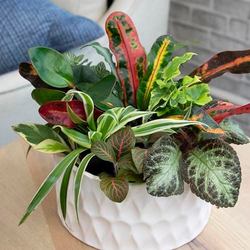 Easy to Grow Houseplants (Pack of 6), Live House Plants in Containers, Growers Choice Plant Set in Planters with Potting Soil Mix, Home Décor Planting Kit or Outdoor Garden Gifts by Plants for Pets — view 2