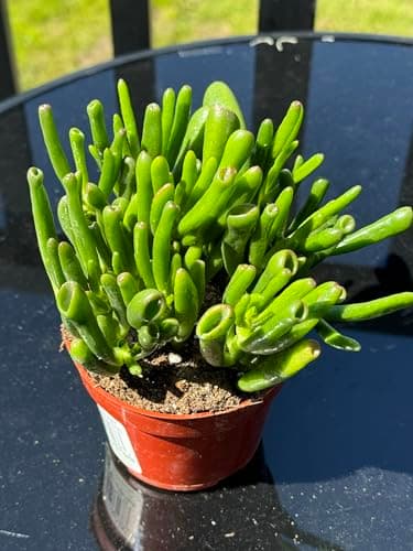 Crassula Ovata Ladyfingers - The Jade Plant or Money Plant, Crassulaceae, Real Live Plant, Succulent Collection, Unique Succulent — view 2