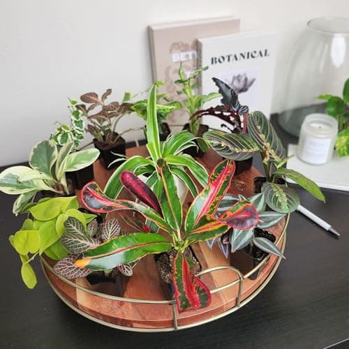 Easy to Grow Houseplants (Pack of 6), Live House Plants in Containers, Growers Choice Plant Set in Planters with Potting Soil Mix, Home Décor Planting Kit or Outdoor Garden Gifts by Plants for Pets — view 5