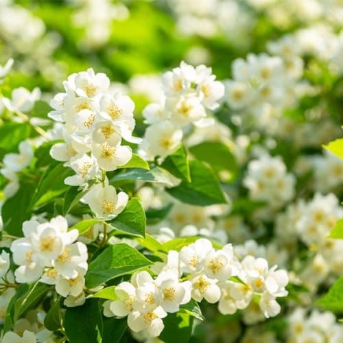 200+ Climbing Jasmine Flower Seeds for Planting, Easy to Grow, Non-GMO, High Germination Fragrant Flowers for Home Garden, Balcony, Trellis, Fence, Vertical Garden Decor, 200pcs