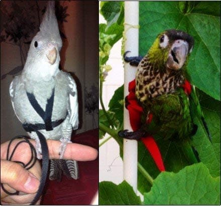 The AVIATOR Pet Bird Harness and Leash: Petite Green — view 3