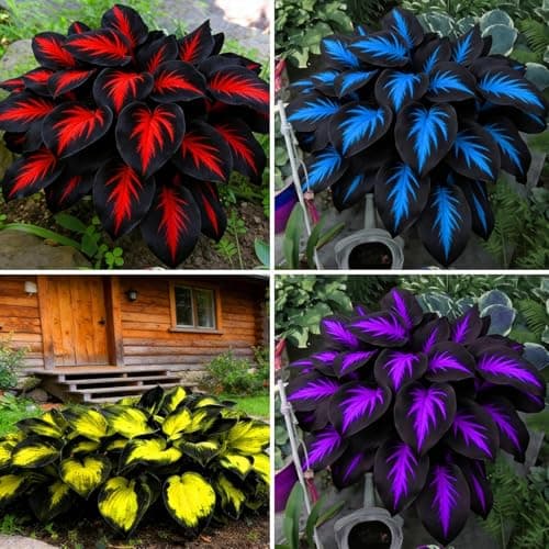 310+ Mixed Hosta Seeds - Perennial Shade-Loving Foliage Plant Seeds - Variety of Leaf Patterns and Colors for Shady Garden Landscapes