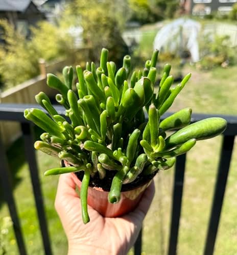 Crassula Ovata Ladyfingers - The Jade Plant or Money Plant, Crassulaceae, Real Live Plant, Succulent Collection, Unique Succulent — view 4