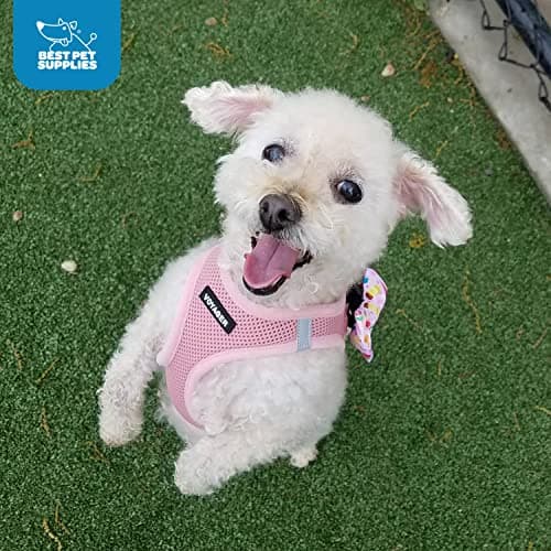 Best Pet Supplies Voyager Step-in Air Dog Harness - All Weather Mesh, Reflective, No Pull Harness for Small, Medium Dogs, Cats - Secure with Hook & Loop Fastener, Buckle, Double D-Rings - Pink, S — view 11