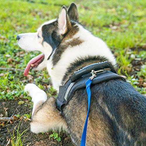 Hi Kiss Dog/Puppy Obedience Recall Training Agility Lead - 15ft 20ft 30ft 50ft 100ft Training Leash - Great for Training, Play, Camping, or Backyard (30 Feet, Red) — view 4