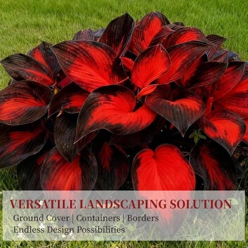 Perennial Hosta Seeds for Planting, Multi-Use Landscaping, Perennial Reliability & Stunning Foliage Variety, Rare Colorful Flowers, Red, 100pcs