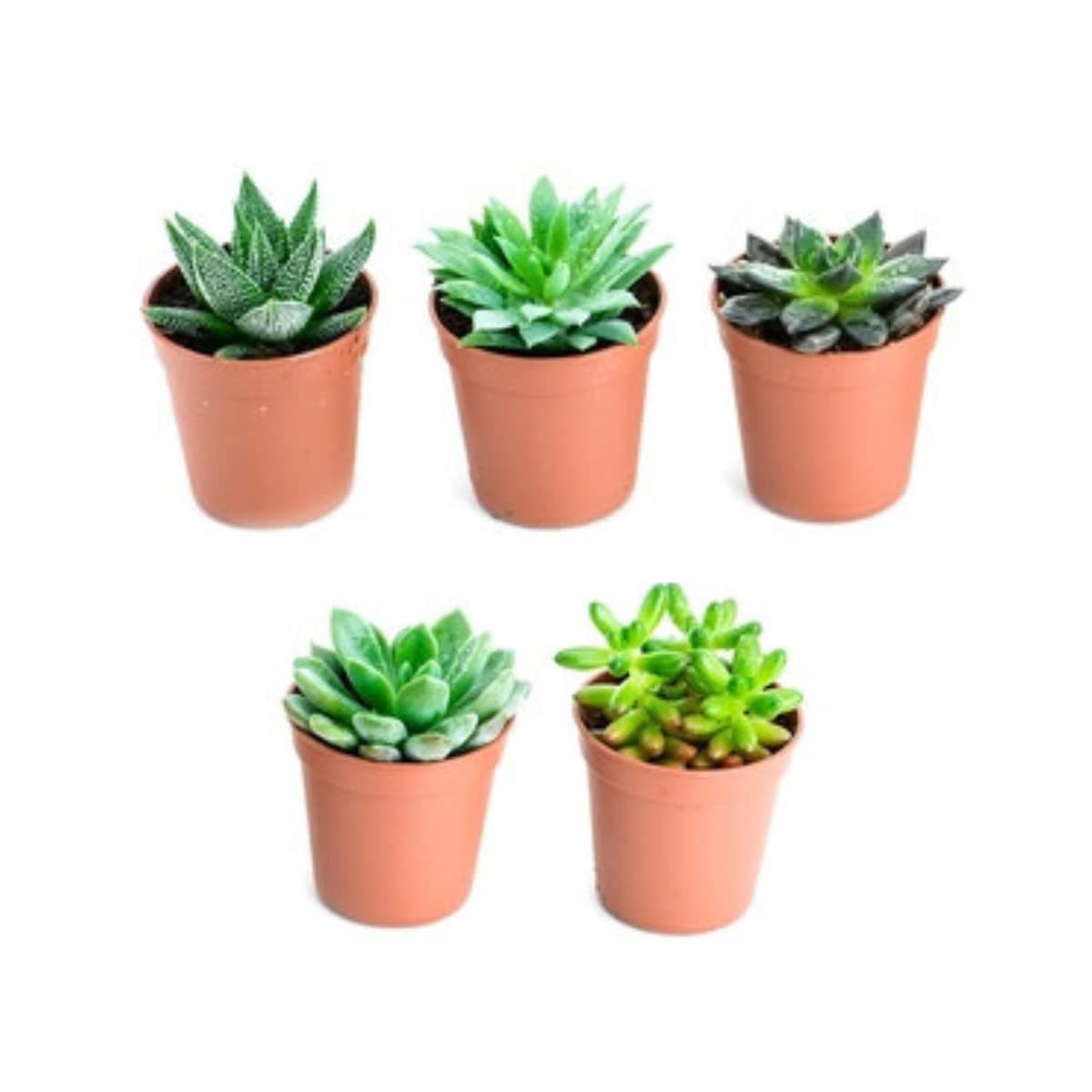 Verdecora Pack de Cactus o Crasas | Cactus y suculentas Planta natural viva de interior en maceta de Ø5cm | Plantas pequeñas y fáciles de cuidar | Envío de surtido variado (5 Crasas/Suculentas)