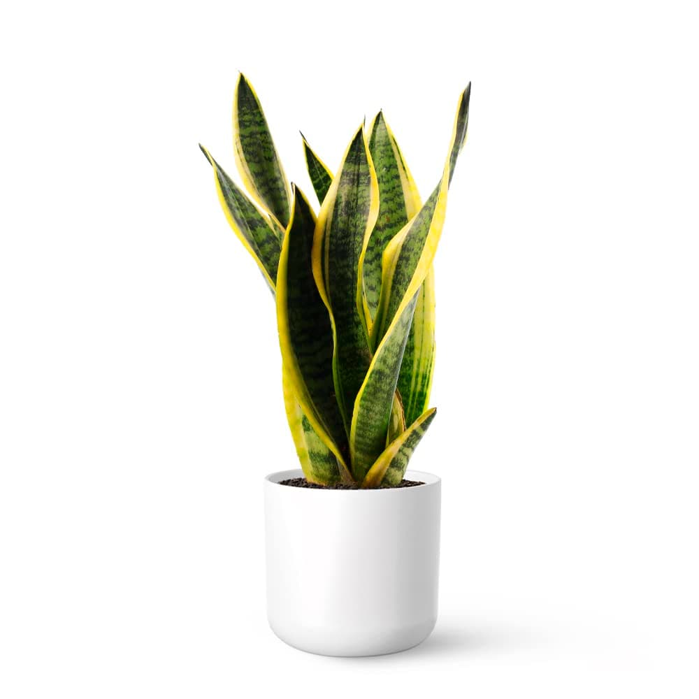 Sansevieria Trifasciata o Laurentii - Lengua de Suegra | Planta suculenta natural ideal para interior con altura de 50-60 cm en maceta del 17ø | April Plants — view 4