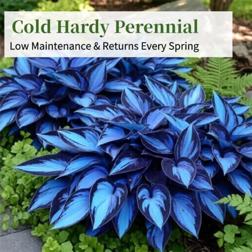 Hosta Seeds Blue Perennial for Planting, Rare Heirloom Non-GMO Stunning Hosta Seed, Low Maintenance, Attract Pollinators Bonsai Decoration for Shade Outdoor Garden, 200pcs — view 2