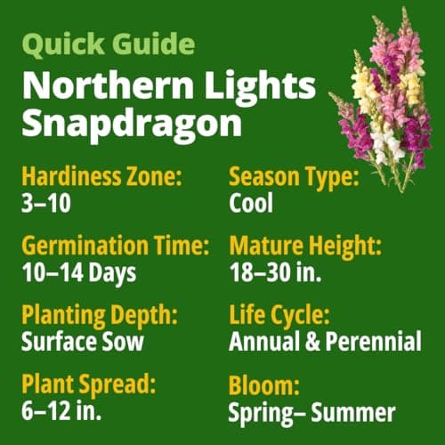 HOME GROWN Snapdragon Northern Lights Seeds, 10,000 Flower Seeds for Planting 2026 Spring, Pastel Garden Blooms of Snap Dragon, Pollinator Friendly Outdoor Cut Flowers (Antirrhinum majus)