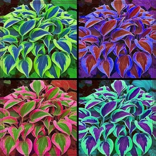 185+ Mix Color Hosta Seeds for Planting - Shade Tolerant Perennials Flowers