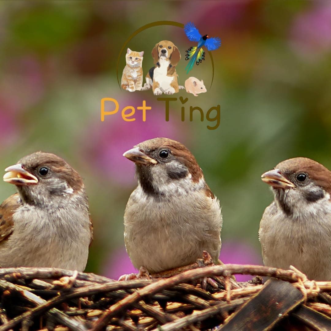 Pet Ting Premium Dried Mealworms, 1 Liter Tub — view 4