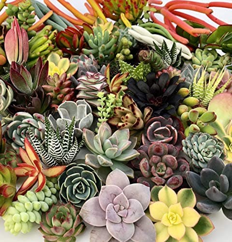 10 Assorted Live Succulent Cuttings, No 2 Succulents Alike, Great for Terrariums, Mini Gardens, and as Starter Plants by The Succulent Cult — view 5