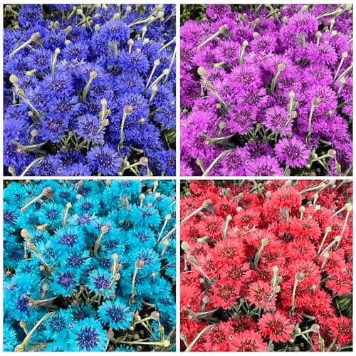 3200+ Mix Cornflower Seeds for Planting - Non-GMO Bachelor Button Flower Seeds — view 2