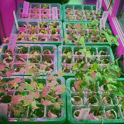 VOLINESSTI Peat Pellets 35mm 60 PCS, Seed Starter Peat, Compressed Seed Starting Pellets, Nutrient Block Potting Soil for Garden Planting, Flowers, Vegetables, Herbs — view 5